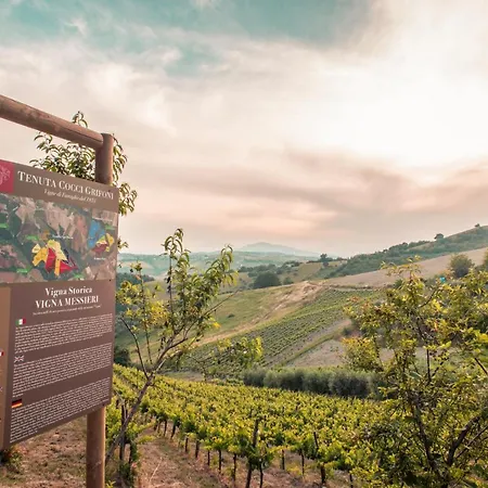 Tenuta Cocci Grifoni - Wine Cellar Family Suites * San Giovanni (Offida)